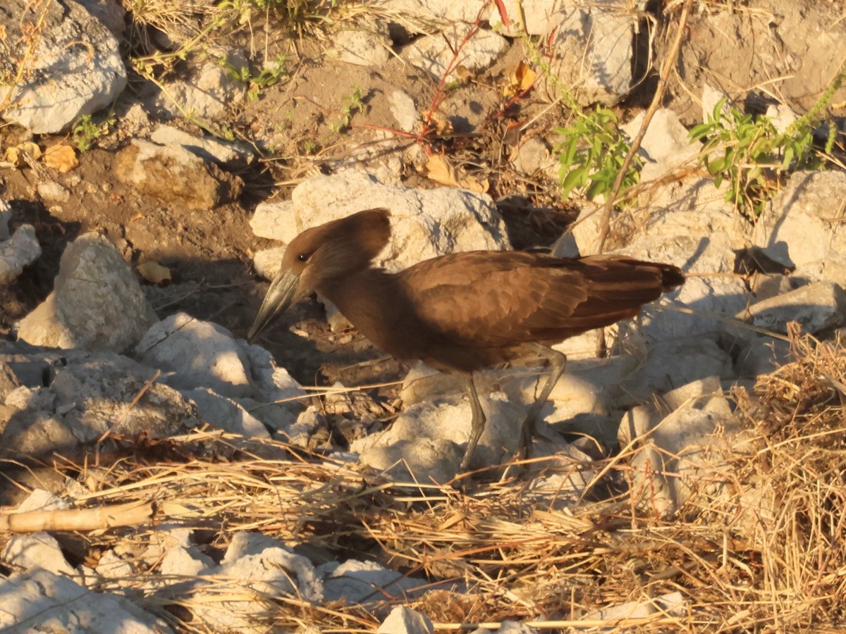 Hamerkop - ML638168661