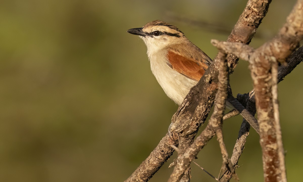 Brown-crowned Tchagra - ML638168665