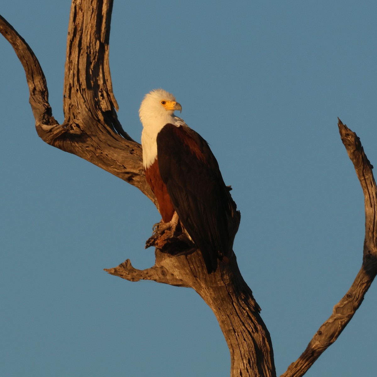 African Fish-Eagle - ML638168666