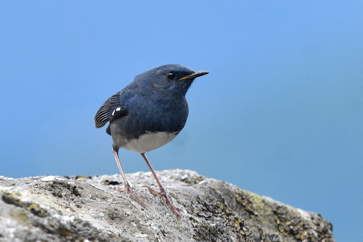 White-bellied Redstart - ML638168685