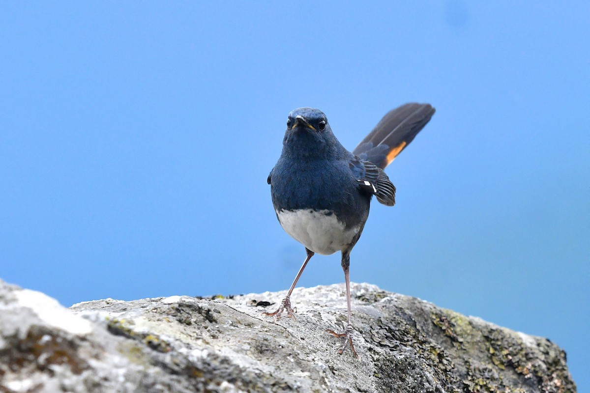 White-bellied Redstart - ML638168686