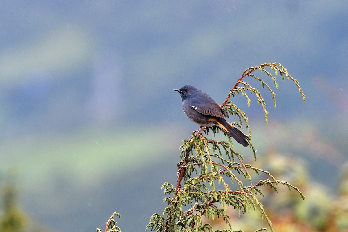 White-bellied Redstart - ML638168687