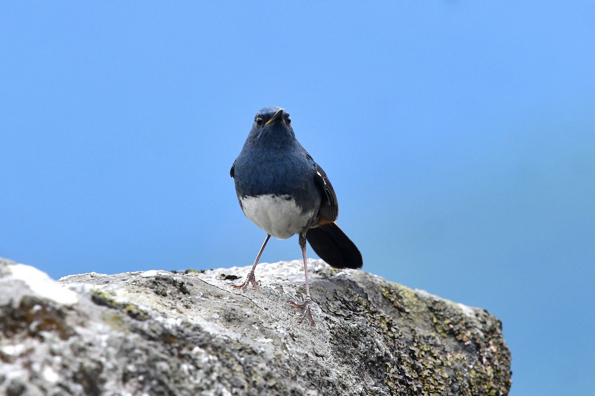 White-bellied Redstart - ML638168688