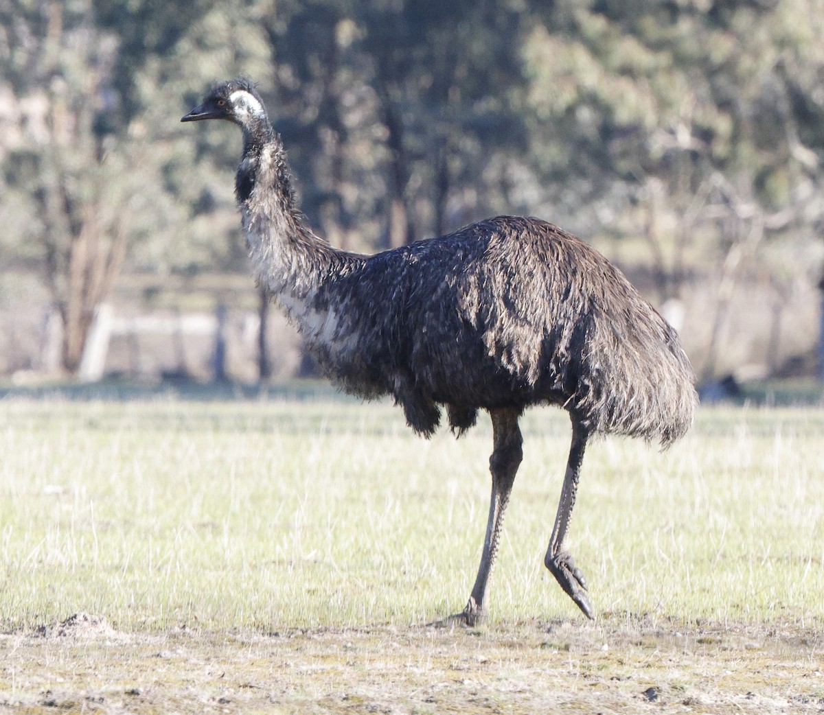 Emu - ML638168707
