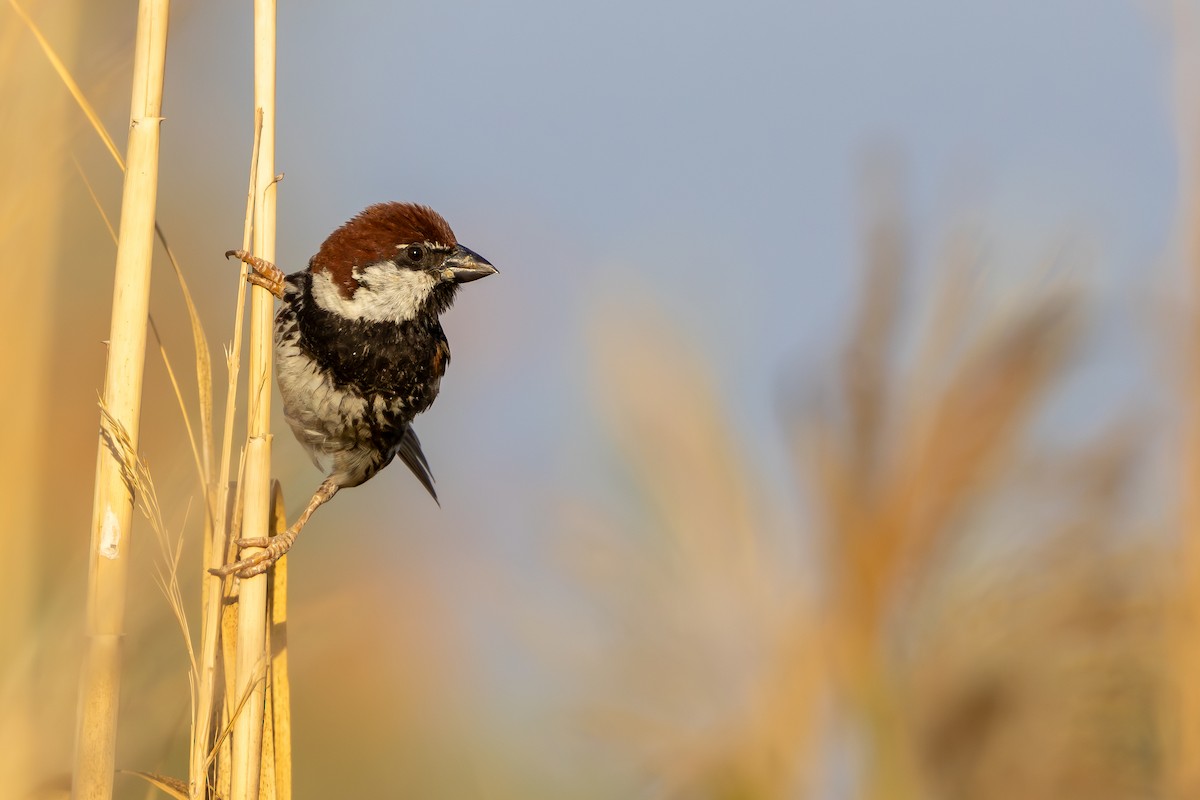 Spanish Sparrow - ML638168708