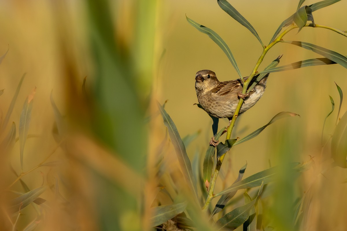 Spanish Sparrow - ML638168719