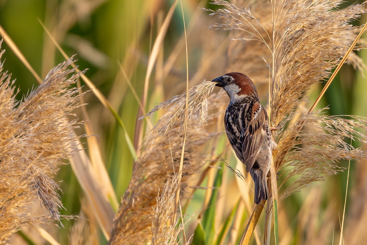 Spanish Sparrow - ML638168720