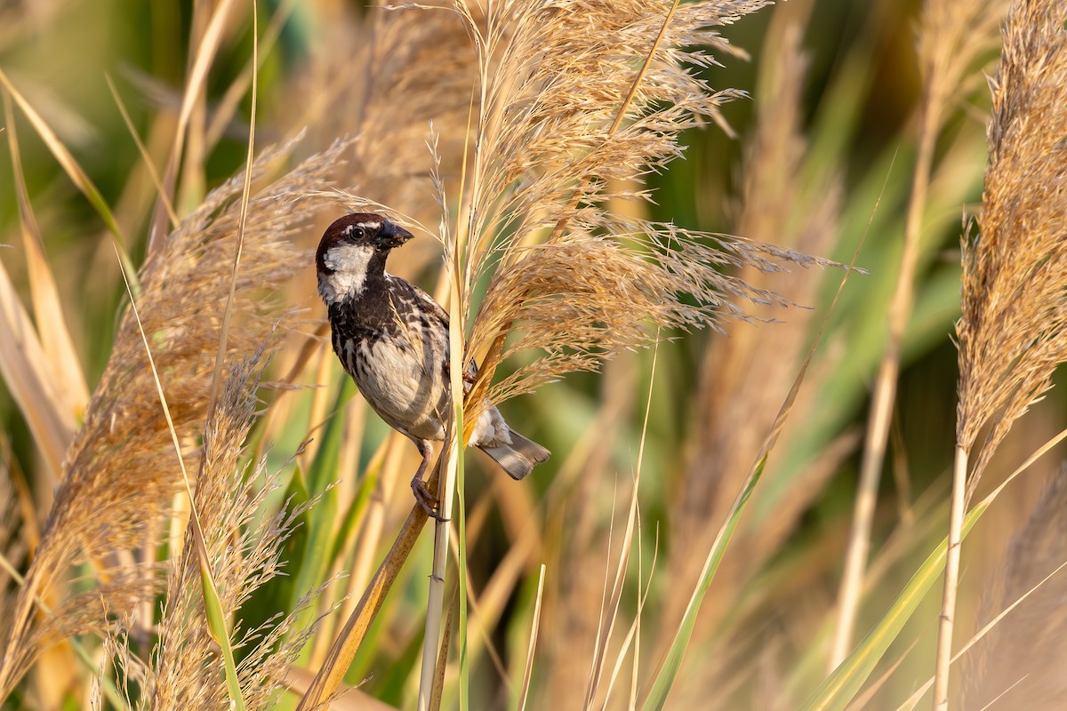 Spanish Sparrow - ML638168721