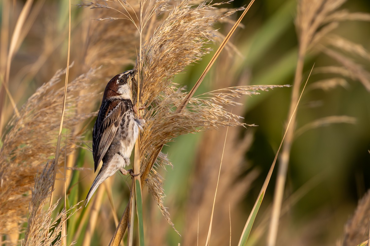 Spanish Sparrow - ML638168723
