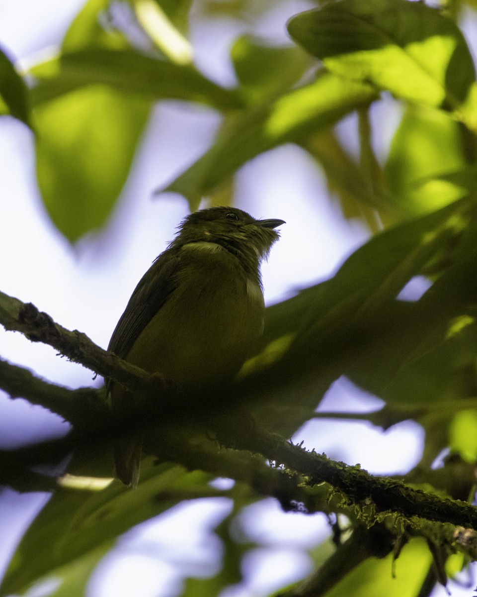 White-collared Manakin - ML638168754
