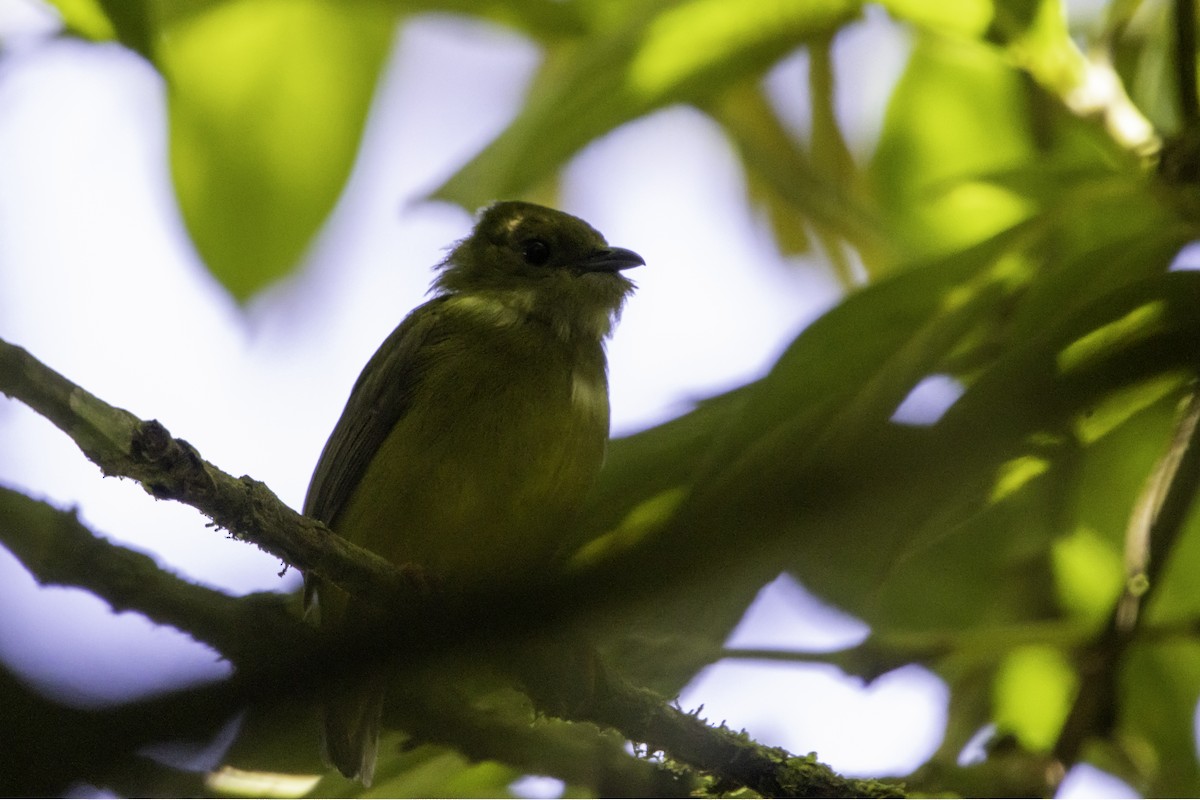 White-collared Manakin - ML638168755