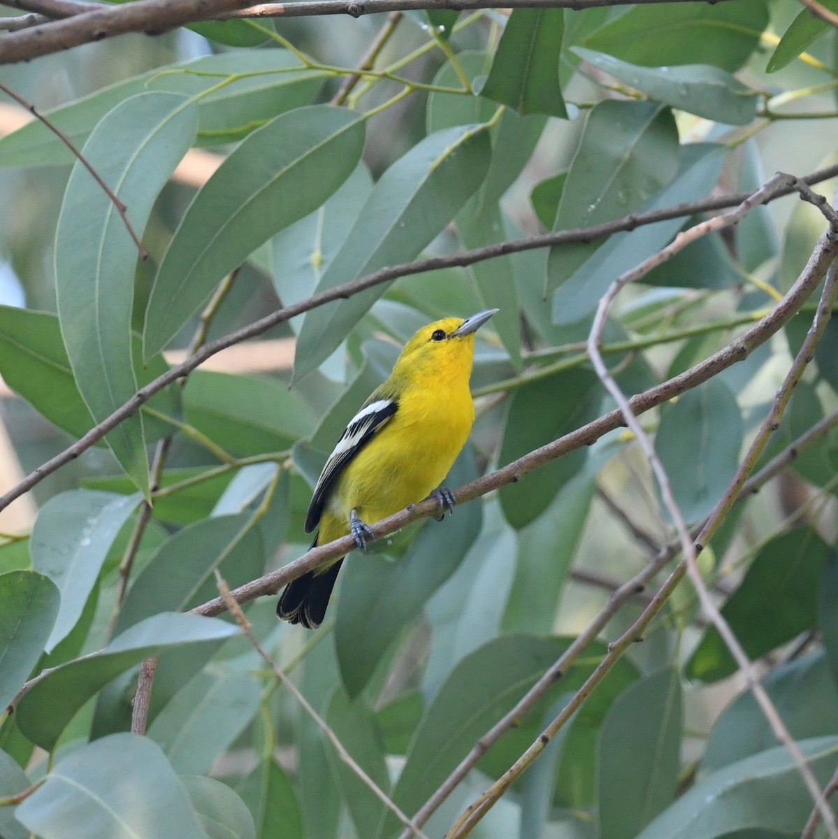 Common Iora - ML638168763