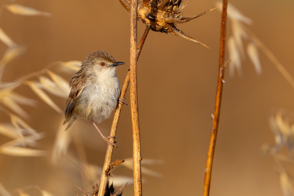 alveprinia - ML638168765