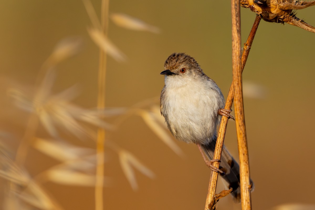 alveprinia - ML638168771