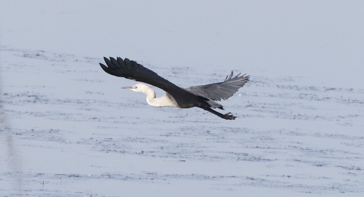Pacific Heron - ML638168774