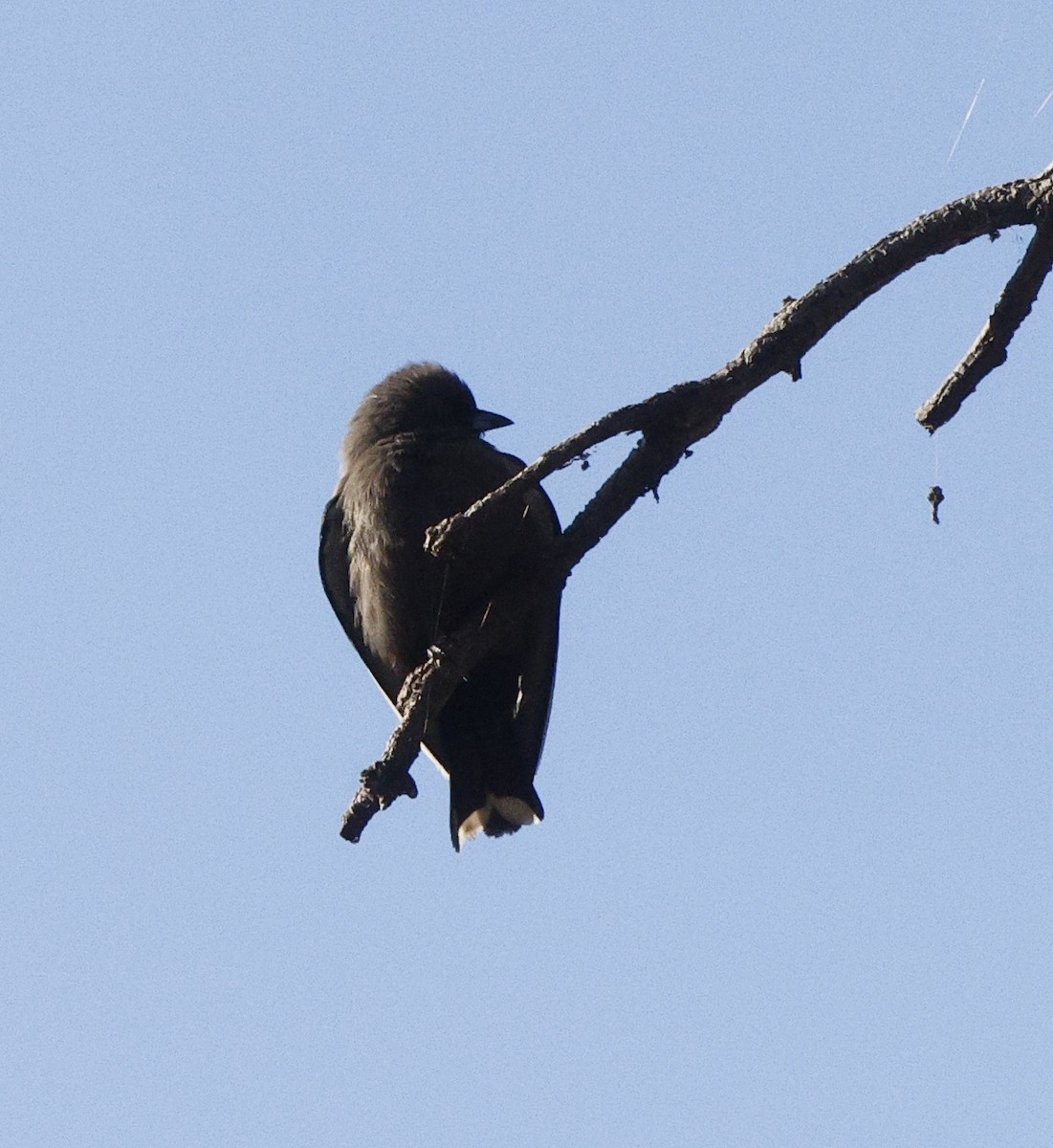 Dusky Woodswallow - ML638168776