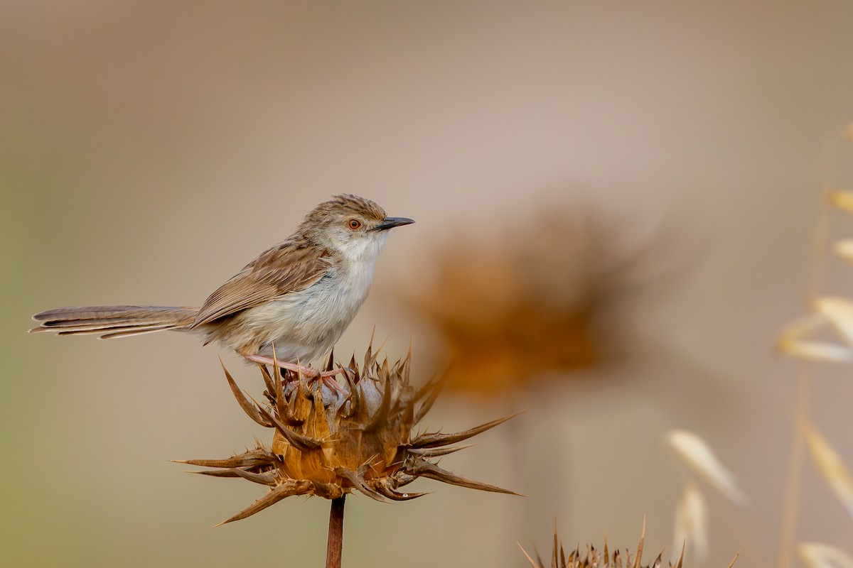 alveprinia - ML638168778