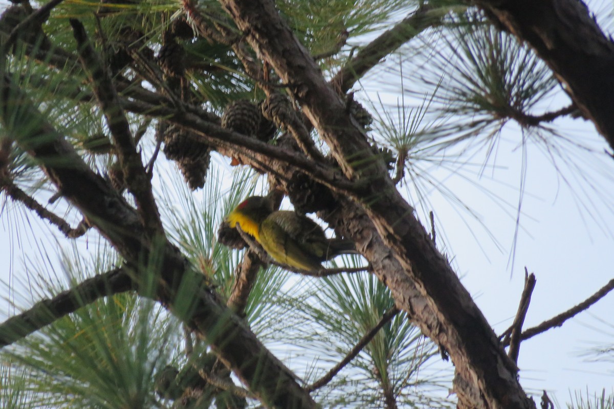 Lesser Yellownape - ML638168780