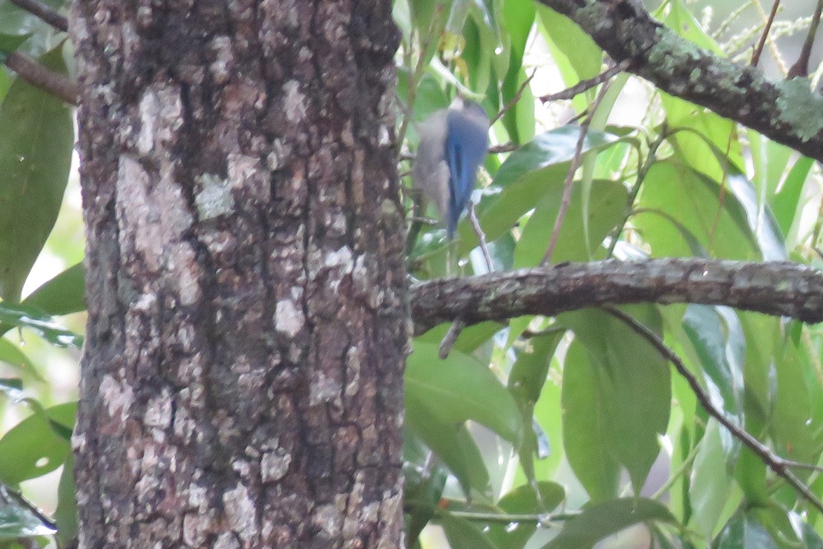 Velvet-fronted Nuthatch - ML638168787