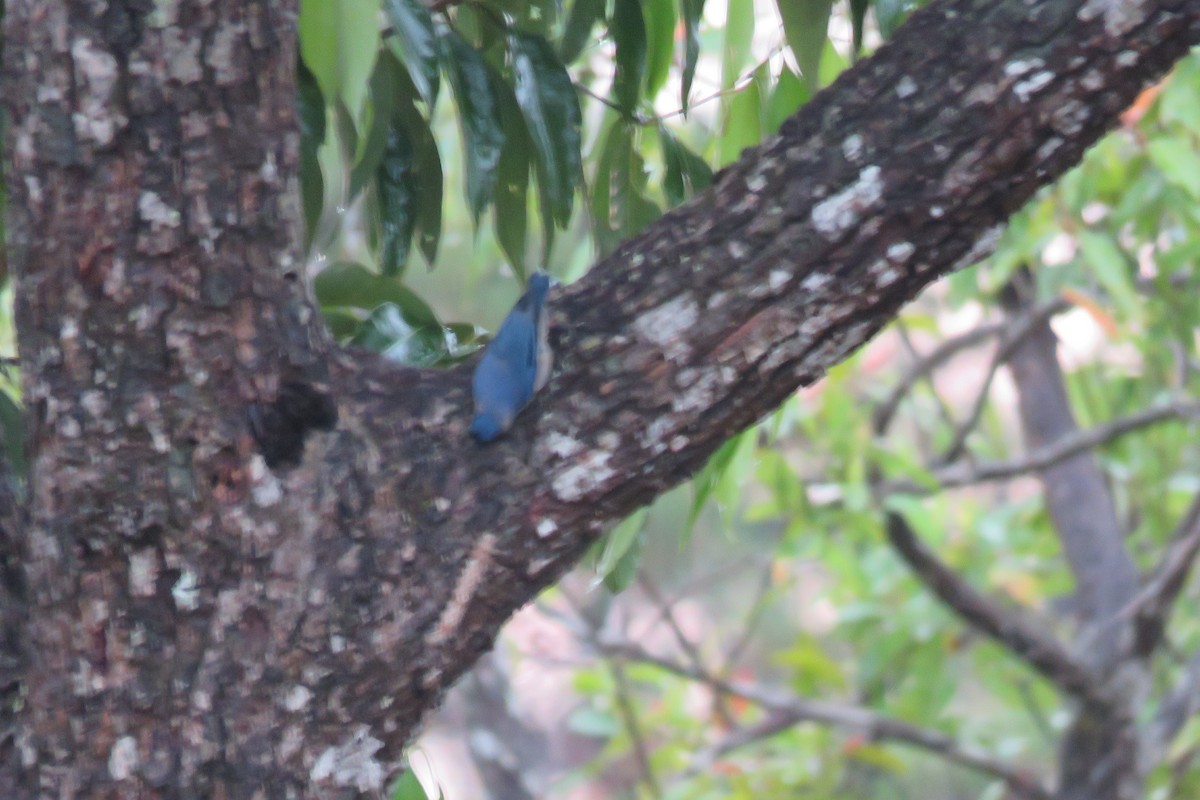 Velvet-fronted Nuthatch - ML638168788
