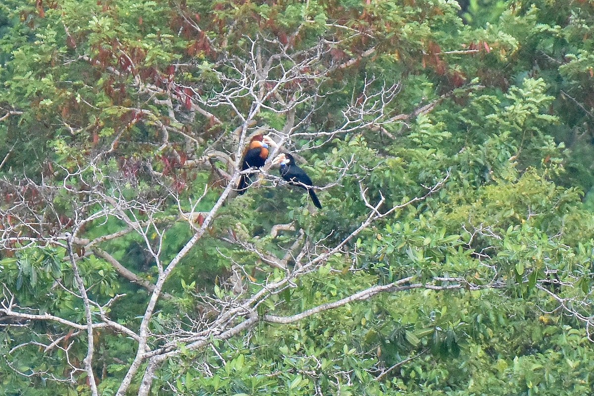 Sumba Hornbill - ML638168796