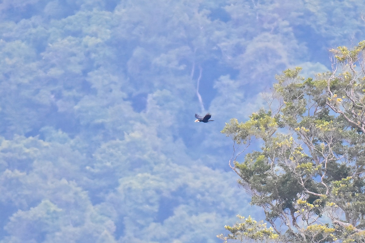 Sumba Hornbill - ML638168797