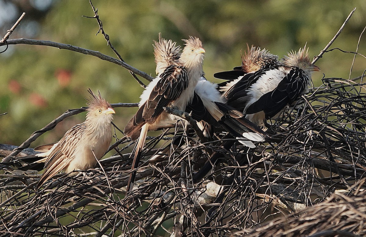 Guira Cuckoo - ML638168799