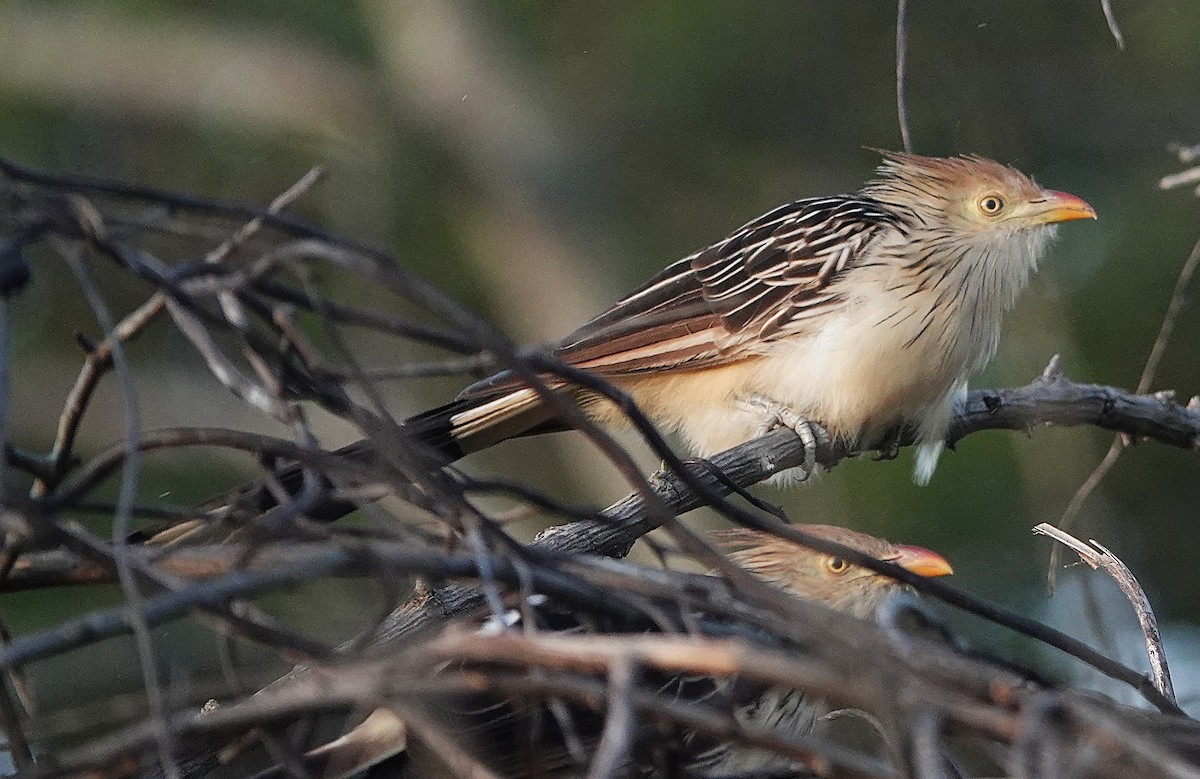 Guira Cuckoo - ML638168800