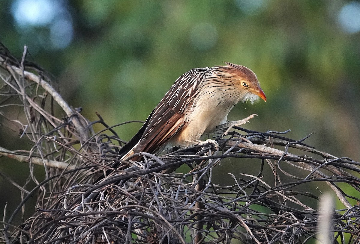 Guira Cuckoo - ML638168801