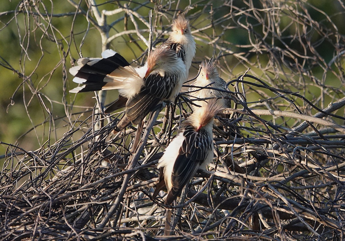 Guira Cuckoo - ML638168803