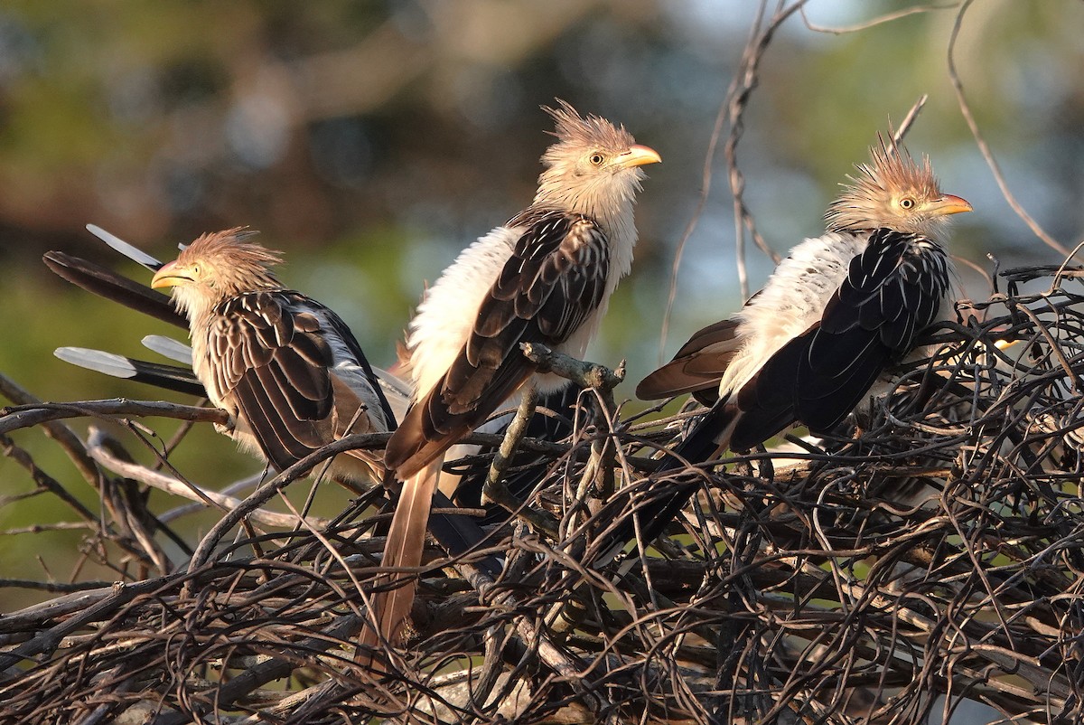 Guira Cuckoo - ML638168806