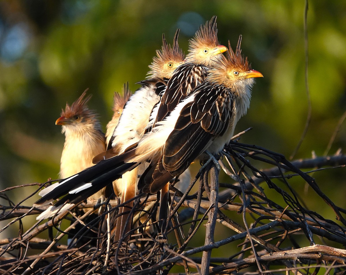 Guira Cuckoo - ML638168807