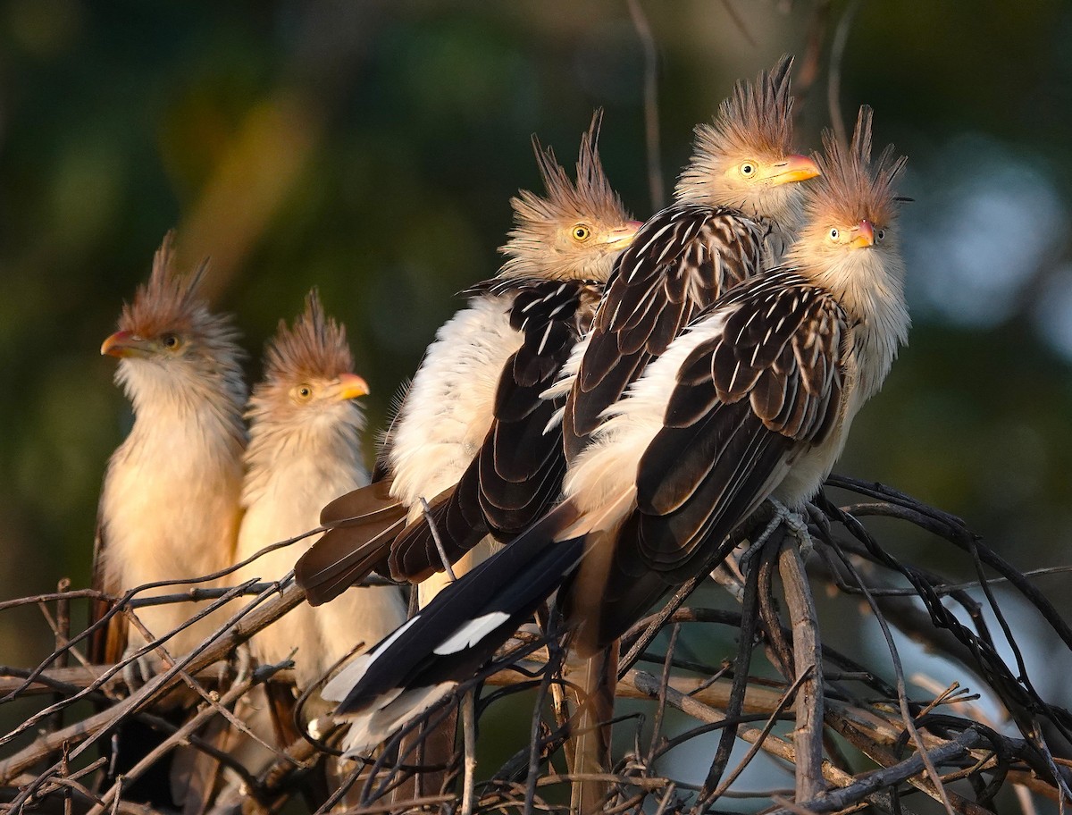 Guira Cuckoo - ML638168808