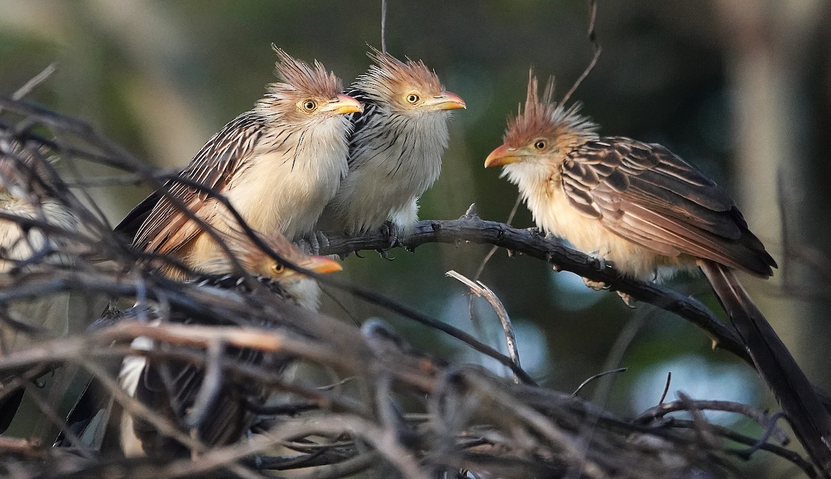 Guira Cuckoo - ML638168809