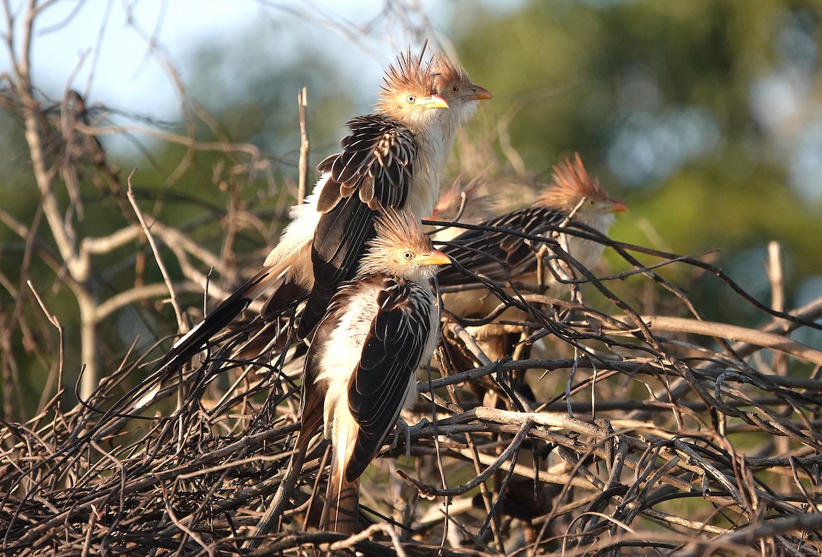 Guira Cuckoo - ML638168811