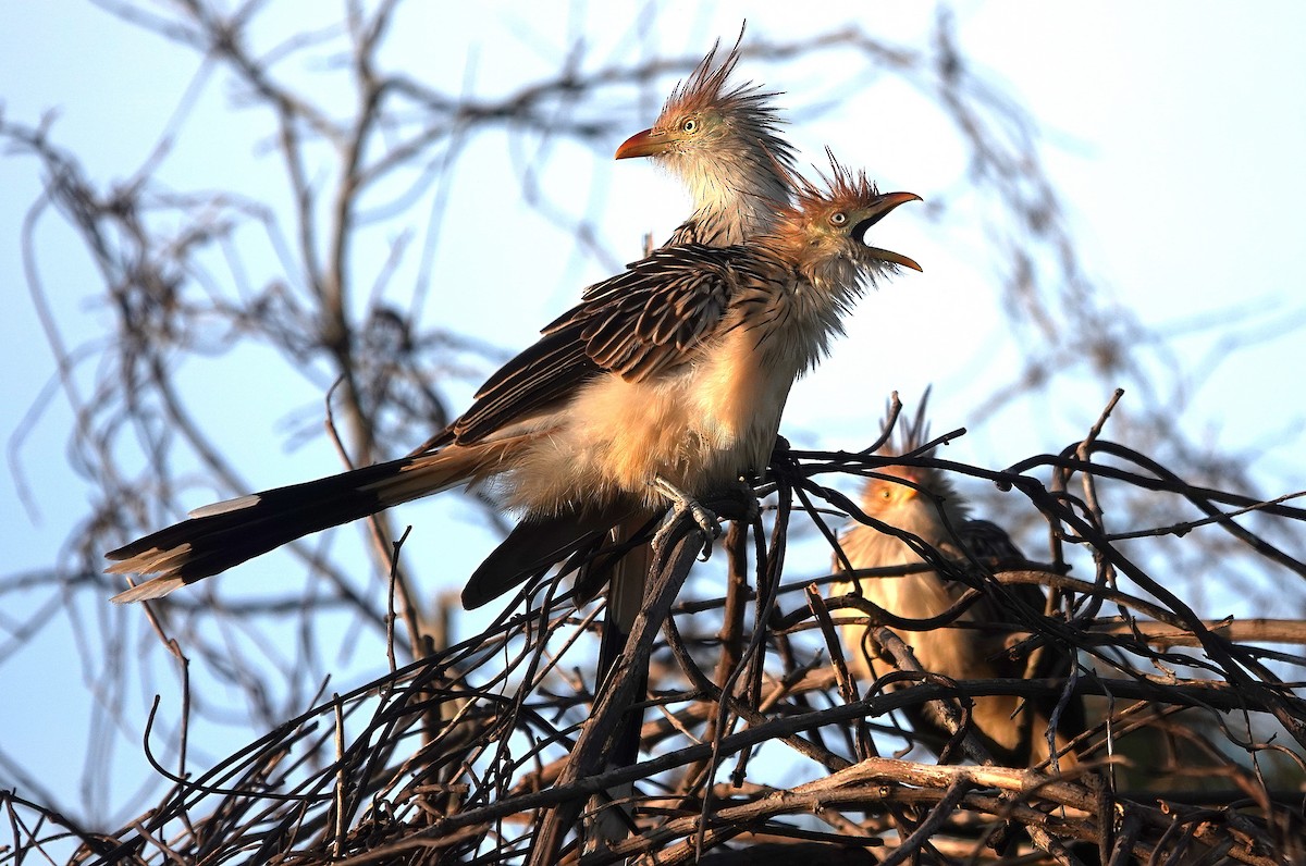 Guira Cuckoo - ML638168812