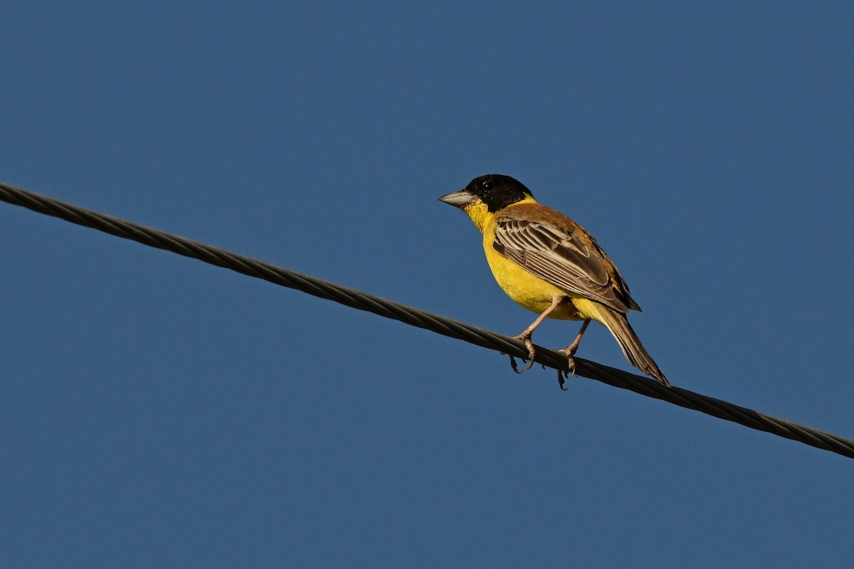 Black-headed Bunting - ML638168821