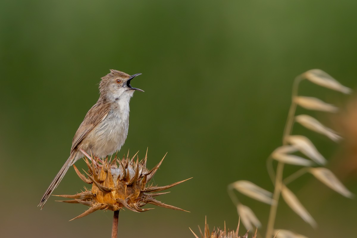 alveprinia - ML638168825