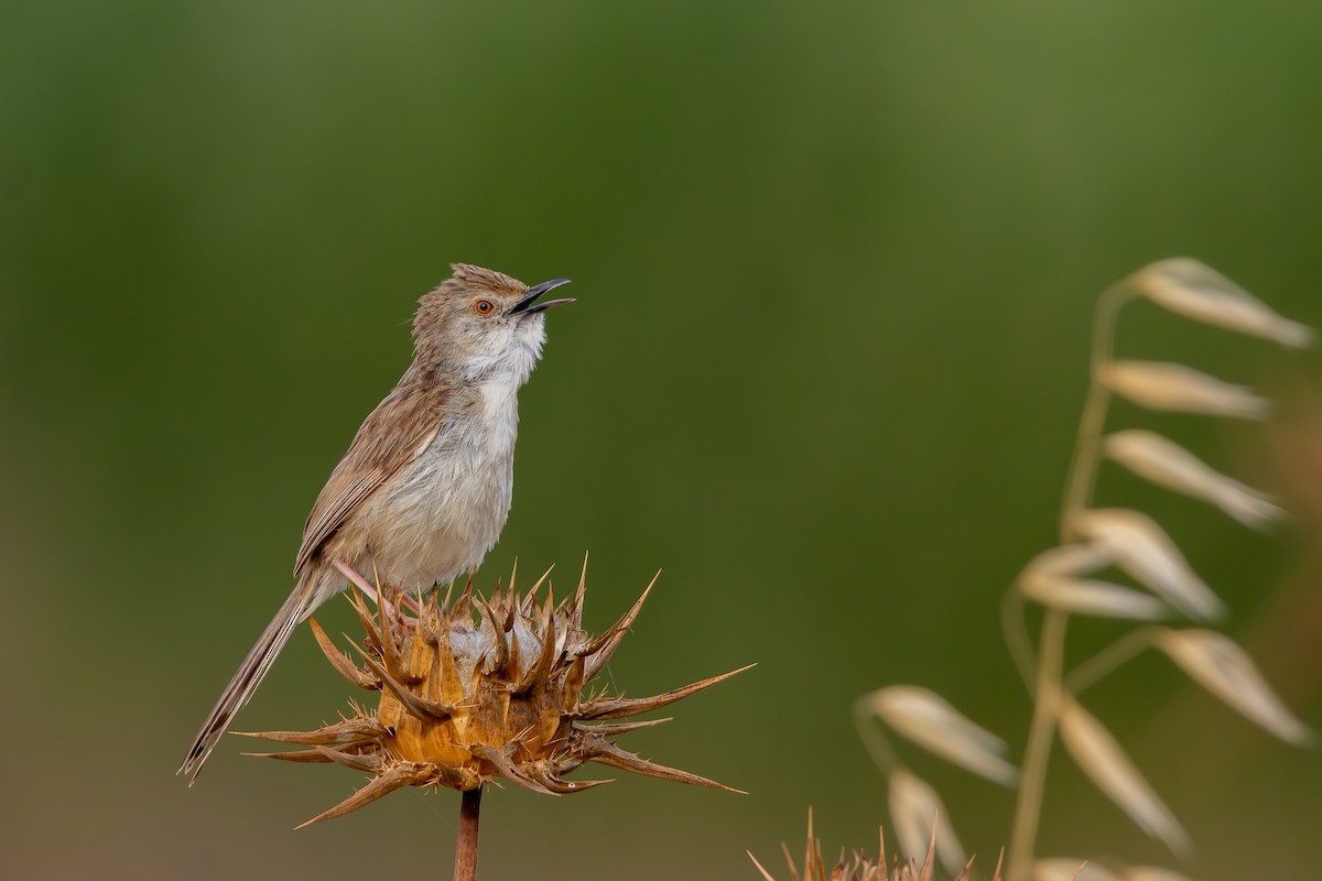 alveprinia - ML638168827