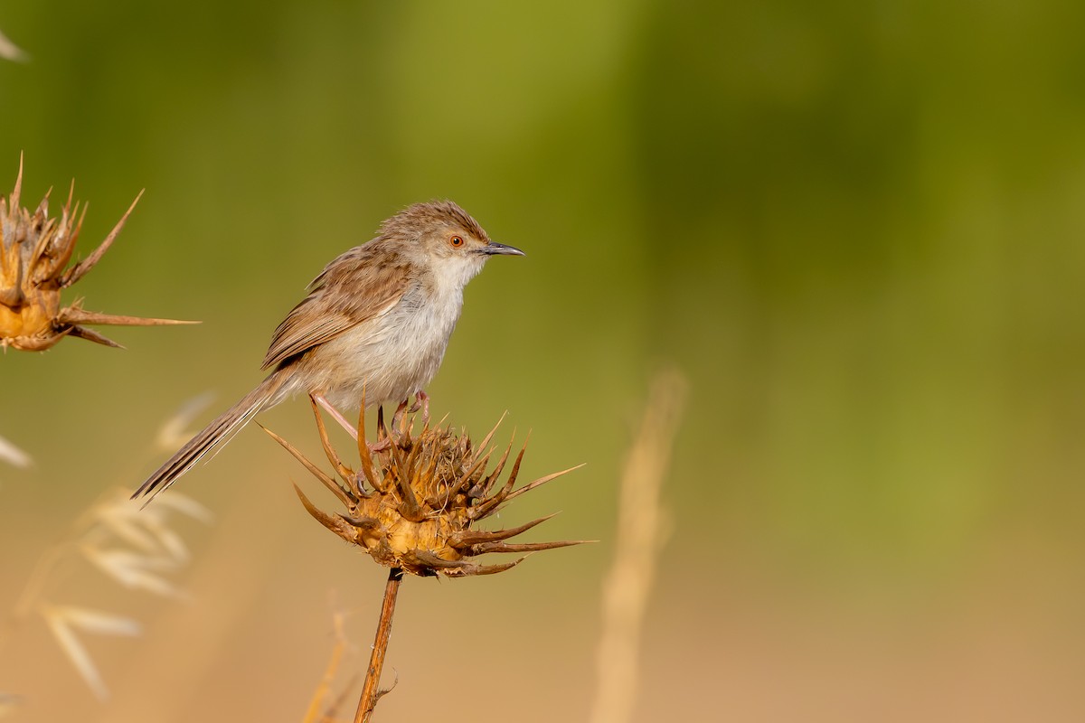 alveprinia - ML638168830