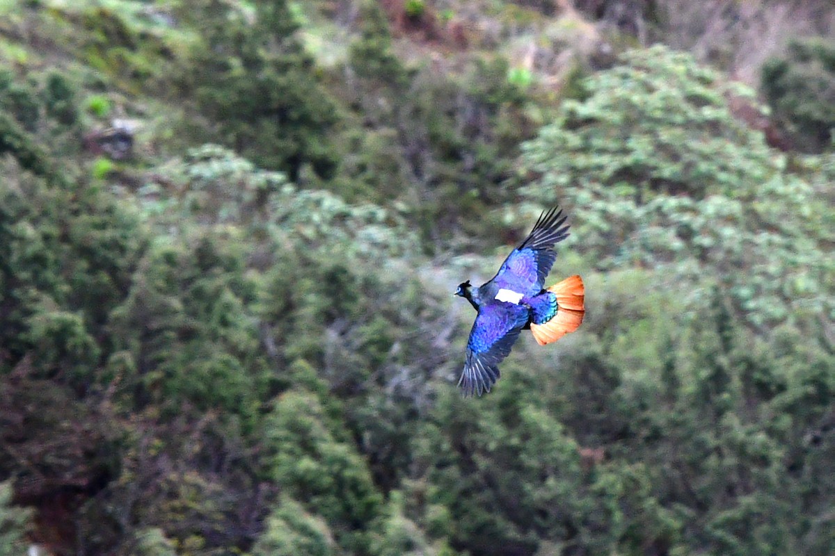 Himalayan Monal - ML638168853