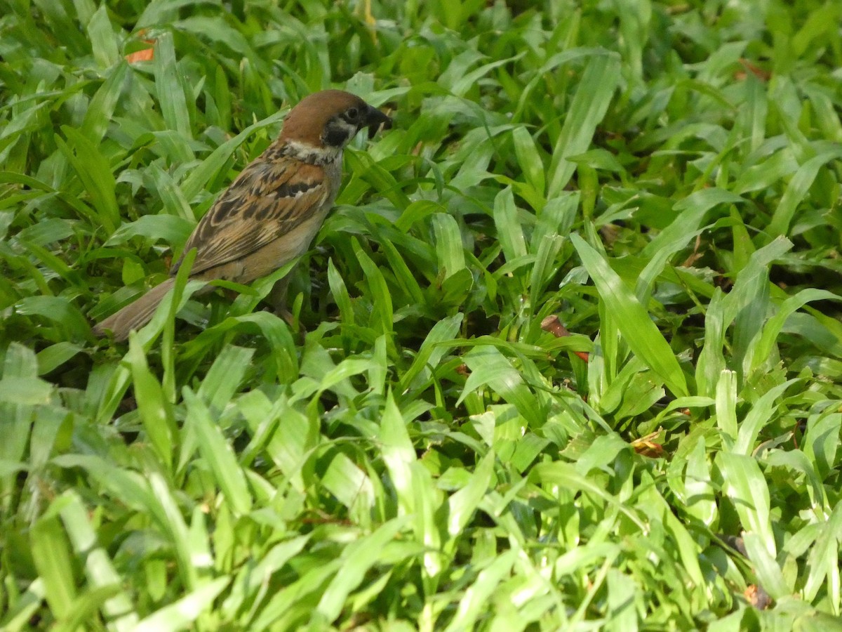 麻雀 - ML638168870