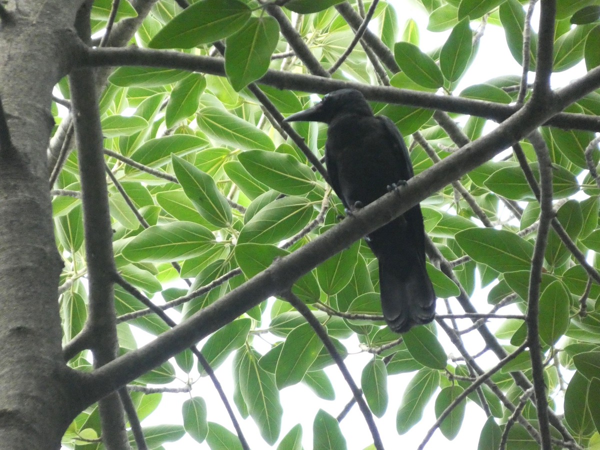 Philippine Jungle Crow - ML638168875