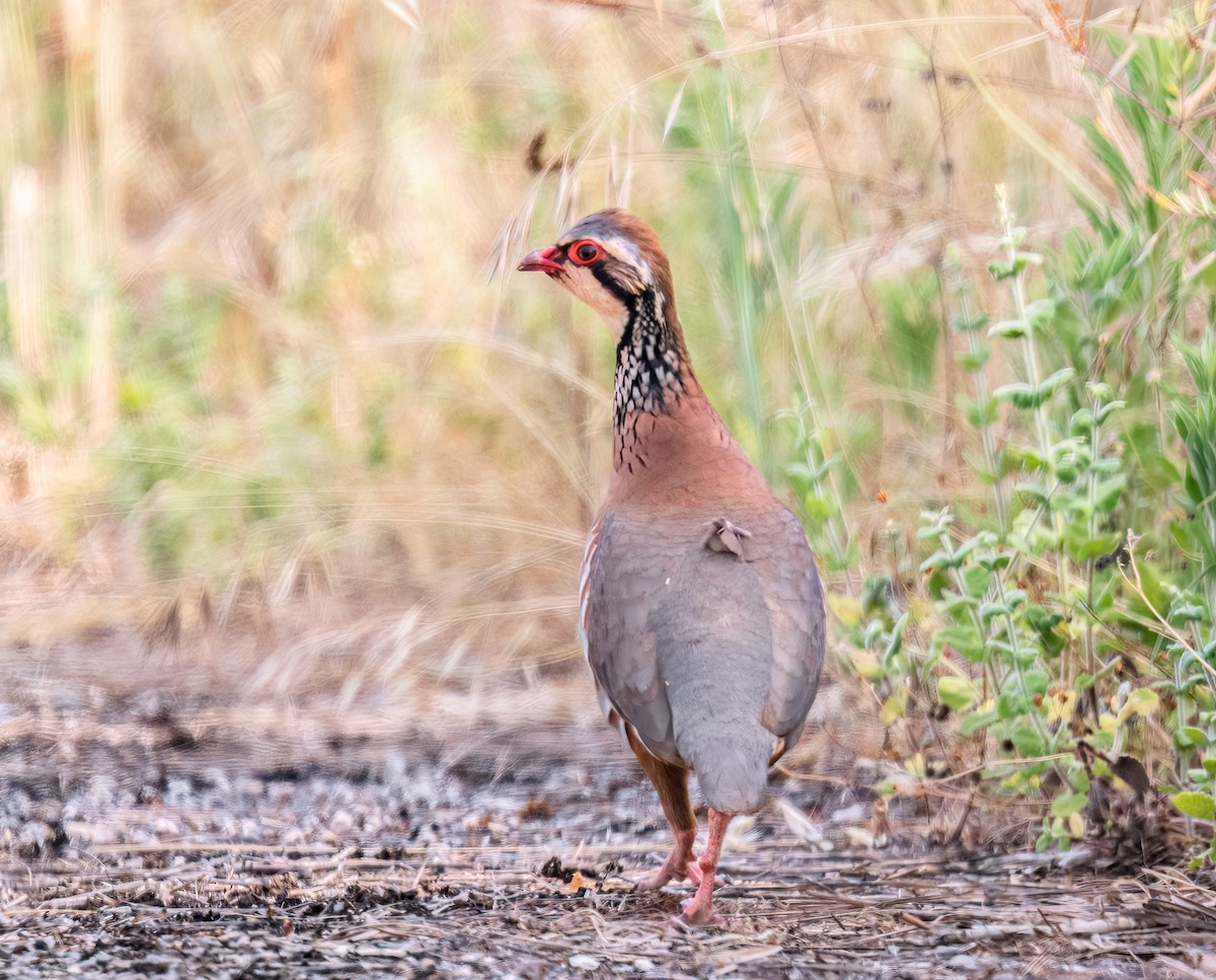 Red-legged Partridge - ML638168897