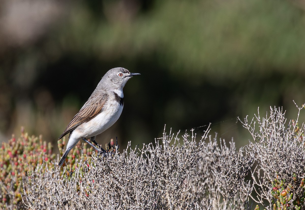 White-fronted Chat - ML638168898
