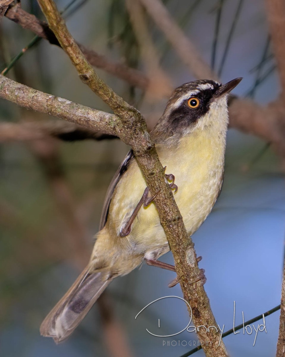 White-browed Scrubwren (Buff-breasted) - ML638168900