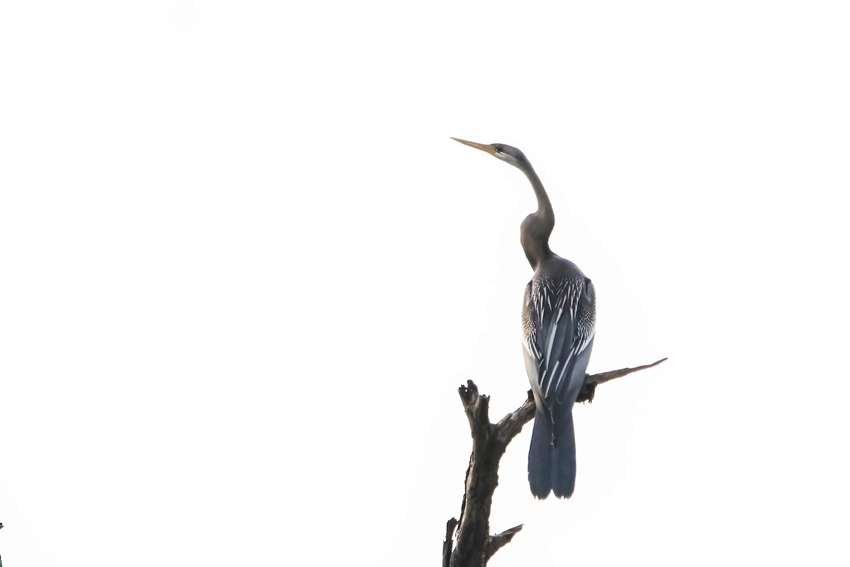 Oriental Darter - ML638168903
