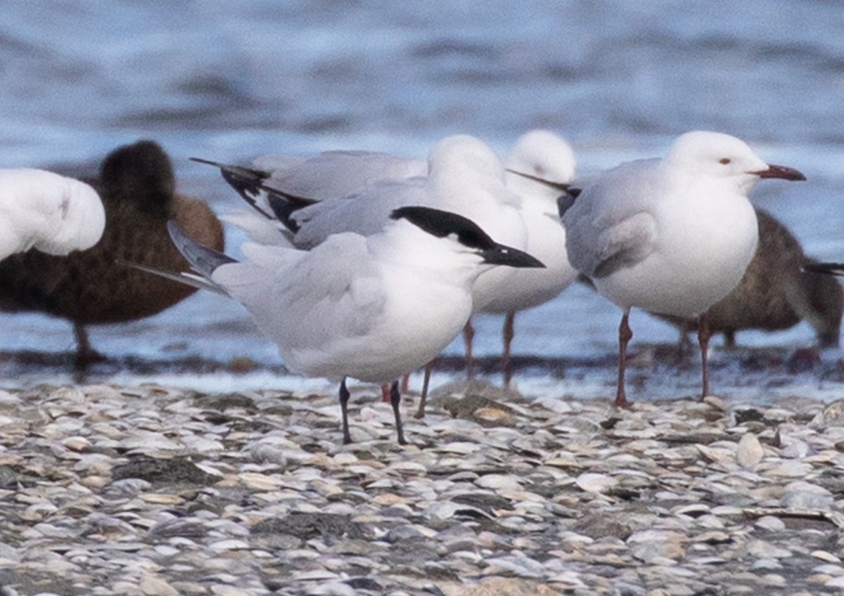 Australian Tern - ML638168938