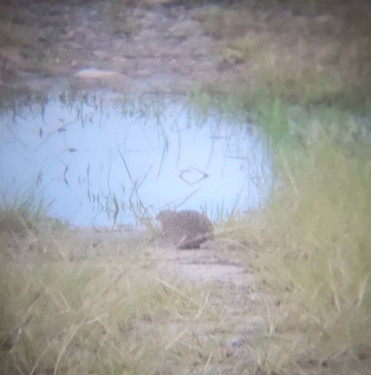 Brown Quail - ML638168939