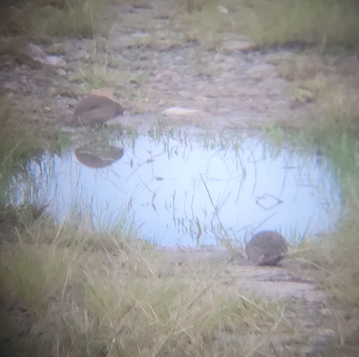 Brown Quail - ML638168940